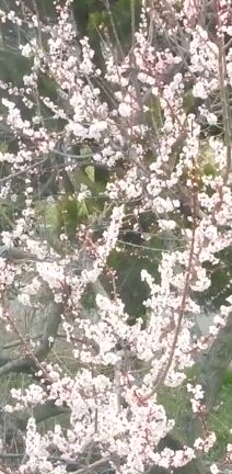 梅に鵯?の記事動画