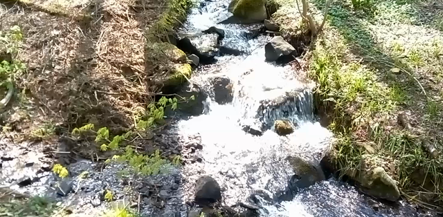 聖山荘の春ー雪解けの川と「ブナが動く」の記事動画