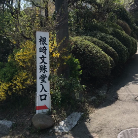 文殊様の桜の画像