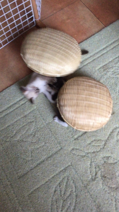 ニャンともの記事動画
