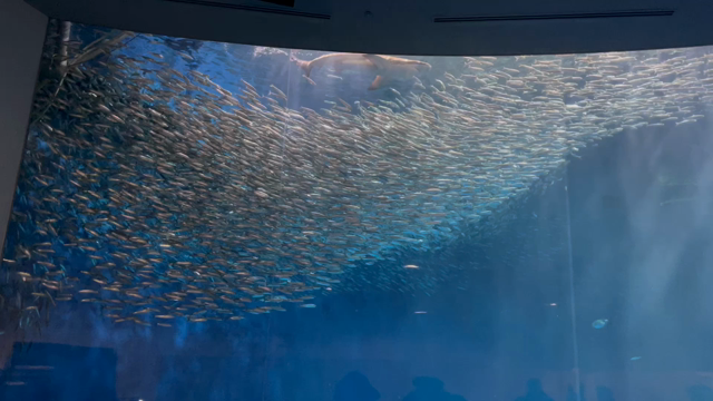 名古屋港水族館の記事動画
