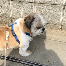 今日は歩きませんでしたの画像