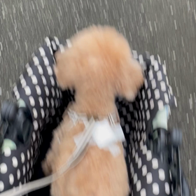 今日のむくちゃんの画像