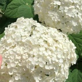 植物と戯れるの画像