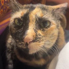 シェムリアップの猫ちゃんの画像