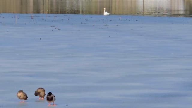 あっ、と言う間に春が来るかも？の記事動画