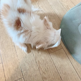 納豆の画像
