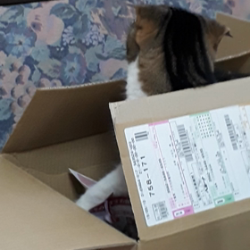 ニャんだコレの画像