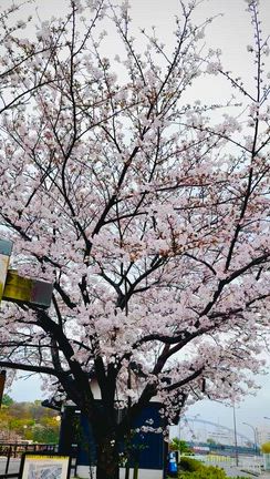 大嵐の中の桜と、芦屋ロサブランの傘の記事動画