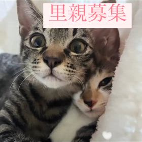 子猫里親募集中の画像