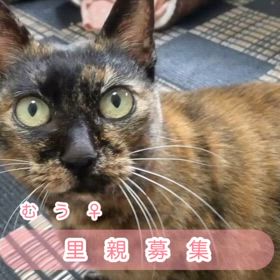 むうちゃん里親募集の画像