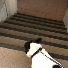 階段おりの画像