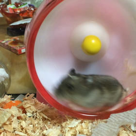 新しい家族の画像