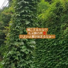 蝉！の画像
