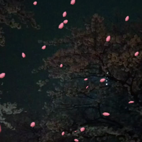 満開桜～の画像