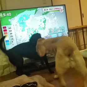 りりあ VS たくま 2016/2の画像