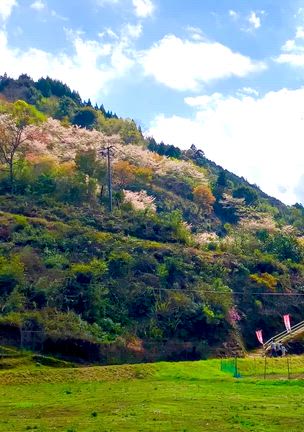 岩屋の千本桜！満開中！の記事動画