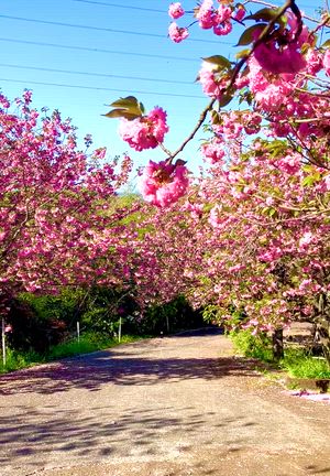 一心寺「ぼたん桜雲海祭り」開催中！の記事動画