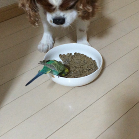 プリちゃんがお空に飛び立ちました…。の画像