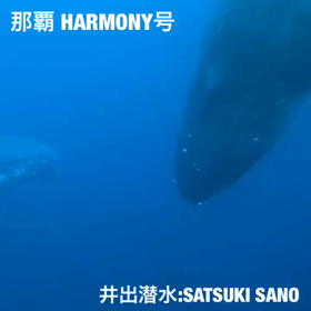 ホエールウォッチング！！の画像