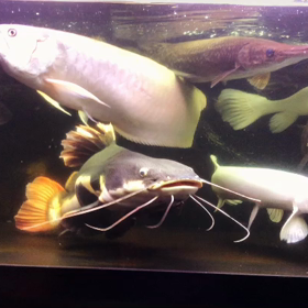 癒されてますの画像
