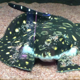パタパタ笑の画像