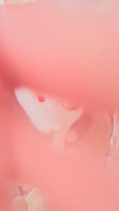 きょうこのつぶやき  ねこさんのつぶやきの記事動画