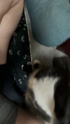 きょうこのつぶやき  ねこさんのつぶやきの記事動画