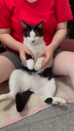 きょうこのつぶやき  ねこさんのつぶやきの記事動画