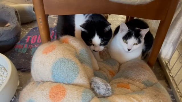 きょうこのつぶやき  ねこさんのつぶやきの記事動画