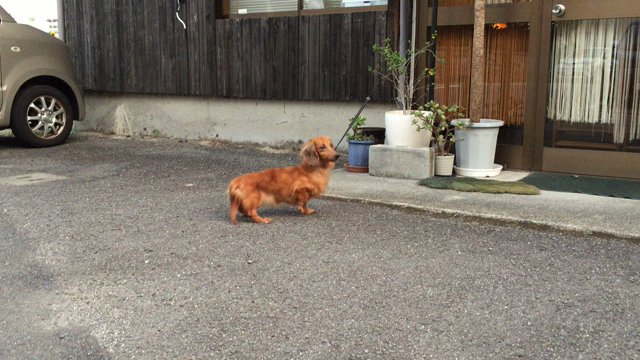 保護犬の里親さん 決まりました 。 きょうこの つぶやきの記事動画