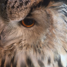 鎌倉フクロウの森　瞳孔をチェックの画像