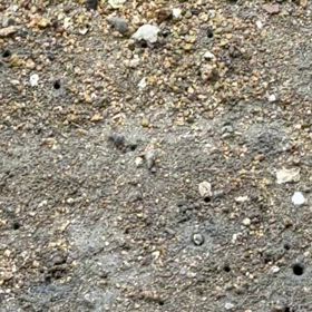 カニさん(旅のおまけ)の画像