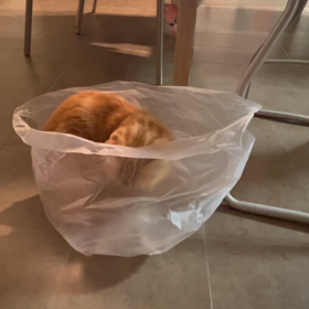 the猫の画像