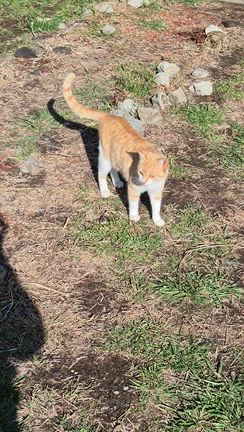 お喋り猫さんにはお喋りをの記事動画