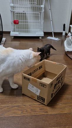 サビビ、カイとの遭遇の記事動画