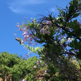 デュランタと揚羽蝶の画像
