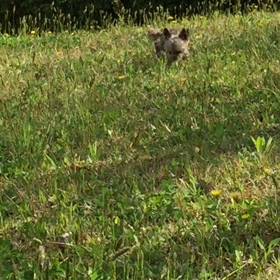 COCO動画★苦手な事と得意な事の画像