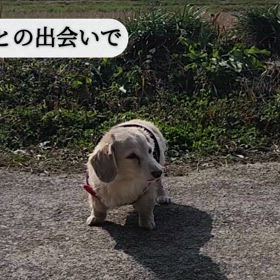 看板犬レオン～未来に光が✨の画像
