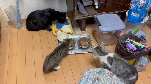 保護ネコが残していったものの記事動画