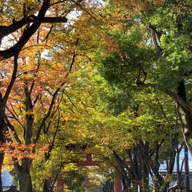 お久しぶりですの画像