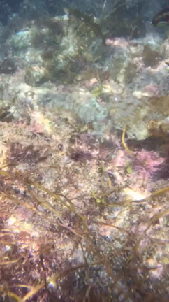 夏休み1日目  ヒリゾ浜への記事動画