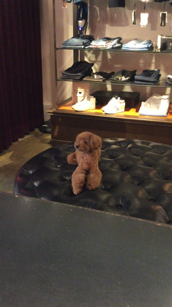 店休日のお知らせ。の記事動画