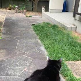 2024  9-21 猫が庭に現れたらの画像