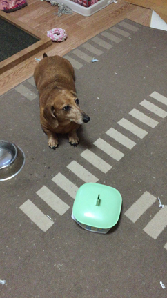 食べる犬。の記事動画