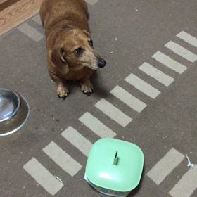 食べる犬。の画像