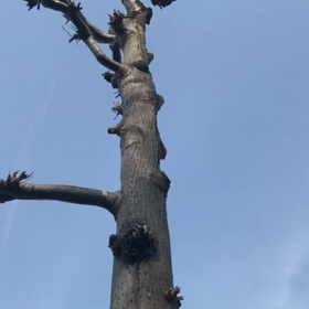 きつつきのトントントンを聞いた！の画像