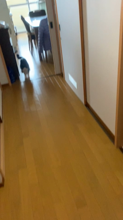 久々に会ったごんぼさんの反応。の記事動画