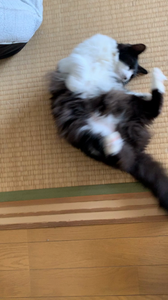 ごんぼさんに会ってきました♪の記事動画