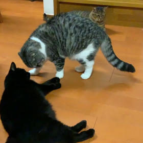 タビたん　その後。。3の画像